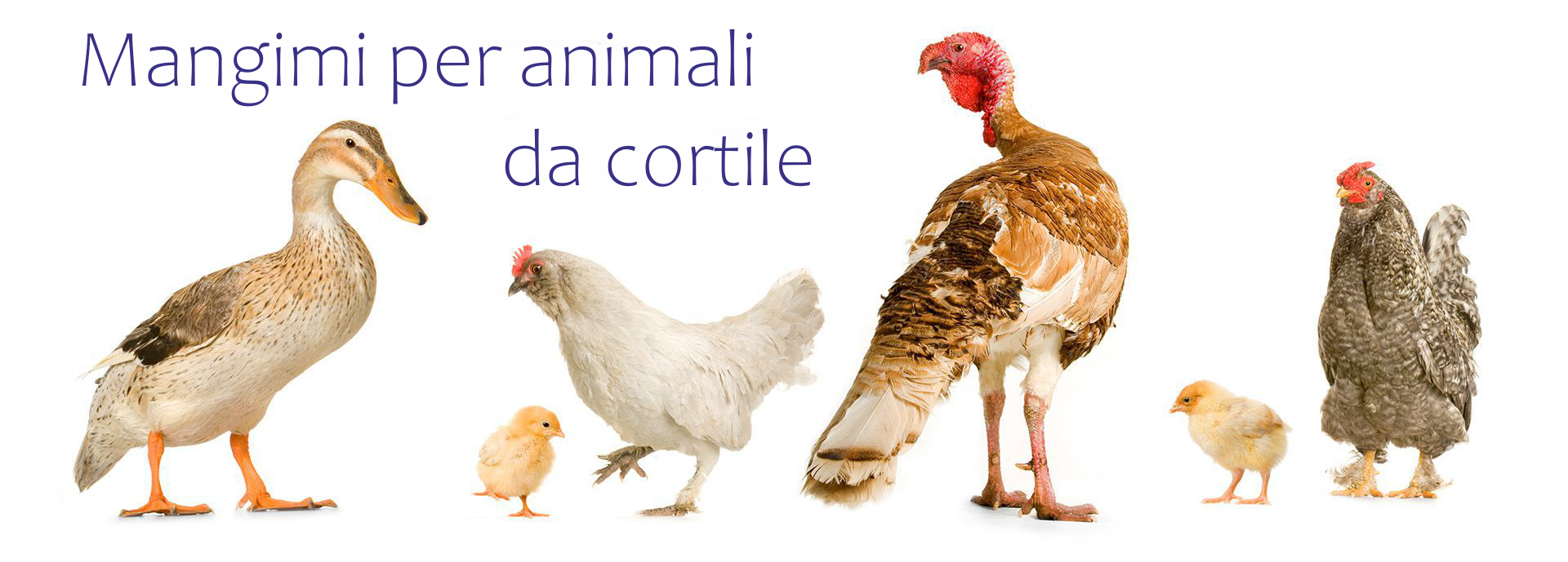 Mangimi per animali da cortile.png